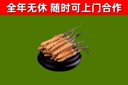 三明回收冬虫夏草